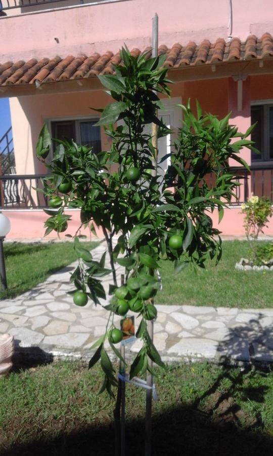 Apartment Elena Agios Georgios (Corfu)